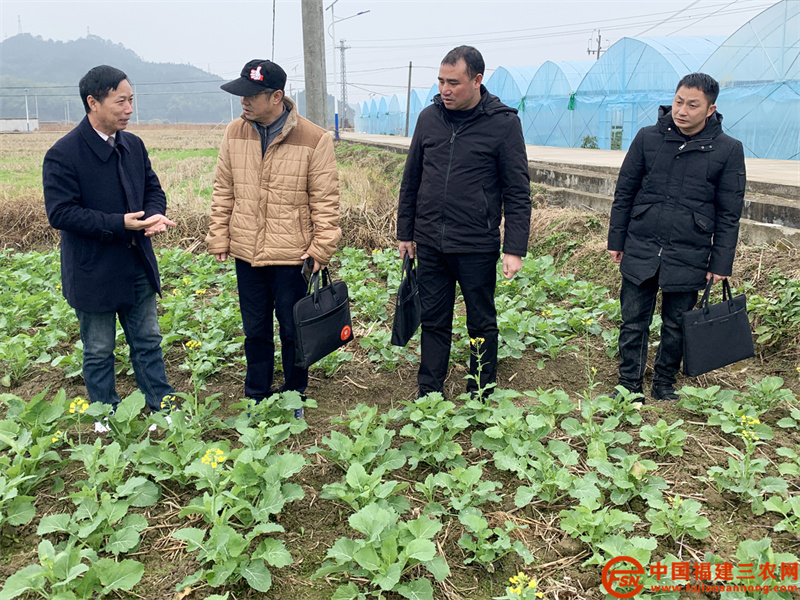 6、2021年12月30日，專家組到光澤縣油溪村指導(dǎo)早熟油菜迎春一號追肥管理技術(shù)（蔡傳忠 攝）.jpg