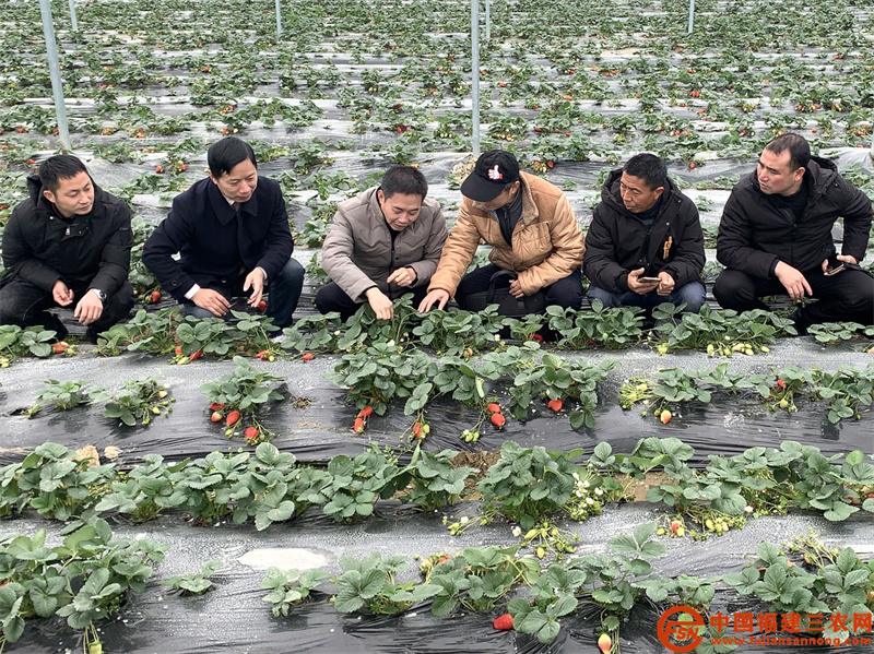 7、2021年12月30日，專家組在光澤縣油溪村草莓大棚指導(dǎo)設(shè)施栽培技術(shù)（蔡傳忠 攝）.jpg