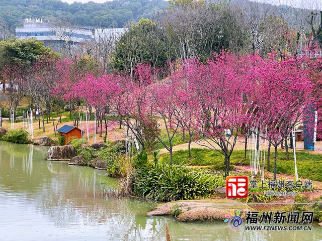 花兒凍齡！晉安公園福建山櫻花賞櫻季延長(zhǎng)
