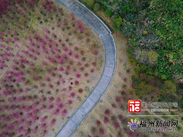 花兒凍齡！晉安公園福建山櫻花賞櫻季延長(zhǎng)