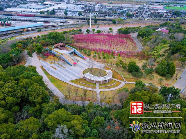 花兒凍齡！晉安公園福建山櫻花賞櫻季延長(zhǎng)