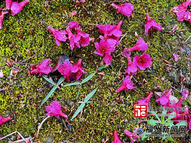 花兒凍齡！晉安公園福建山櫻花賞櫻季延長(zhǎng)