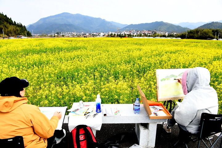 武夷山：油菜花開(kāi)春盎然