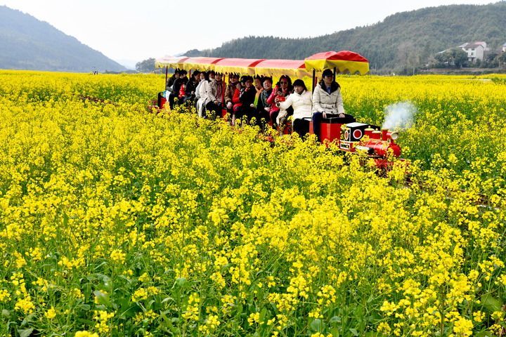 武夷山：油菜花開(kāi)春盎然