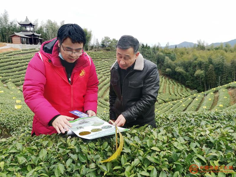 2月24日，福建省農(nóng)科院茶葉專家到光澤縣金映農(nóng)場(chǎng)指導(dǎo)茶樹凍后減災(zāi)  黃獻(xiàn)光 攝.jpg