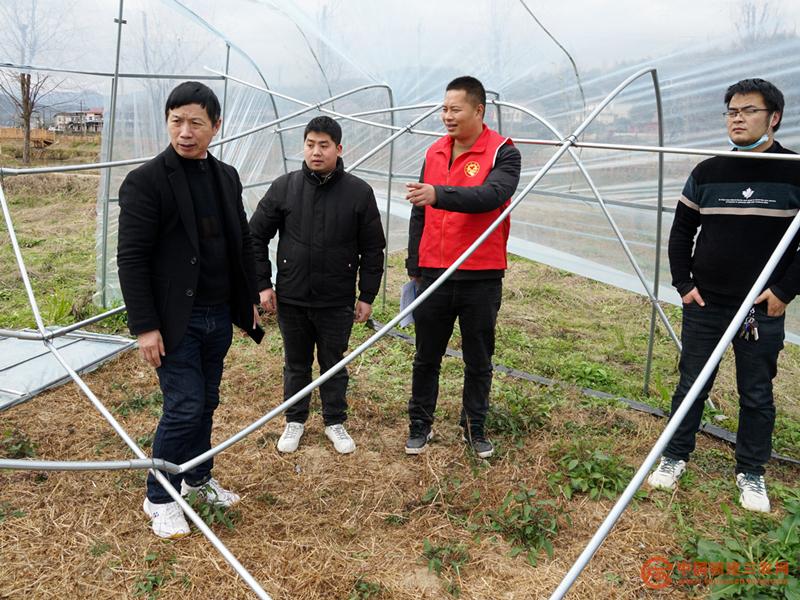2月24日，福建省農(nóng)科院黨員專家到光澤4個(gè)鄉(xiāng)鎮(zhèn)災(zāi)倒塌大棚指導(dǎo)凍后減災(zāi)  龔建軍 攝.jpg
