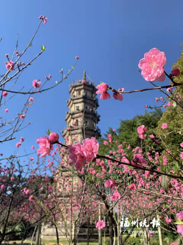 羅星塔下桃花開 賞花踏青正當(dāng)時(shí)
