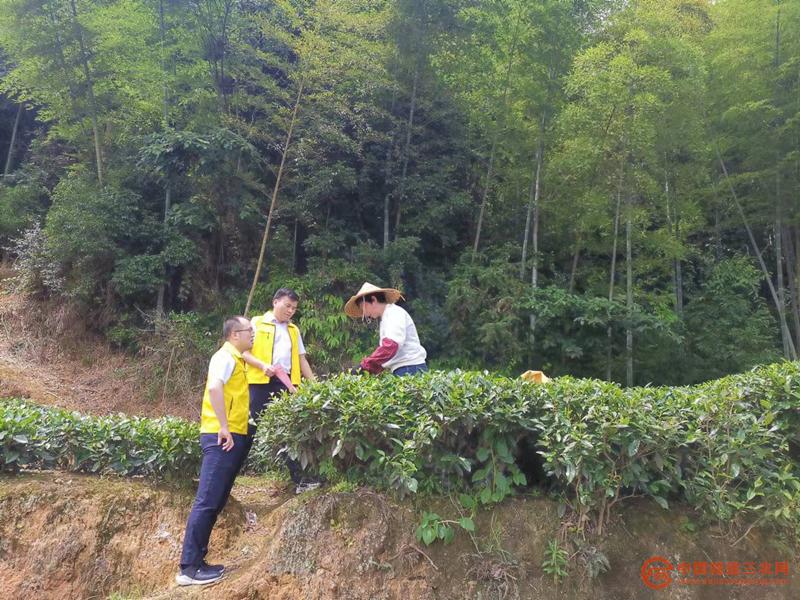 圖3：霞浦聯(lián)社金融助理進茶山走訪茶農(nóng).jpg