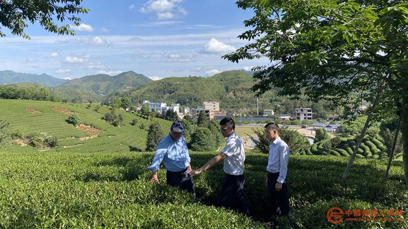 1漳平農(nóng)商銀行金融助理在臺(tái)企茶園調(diào)研.jpg