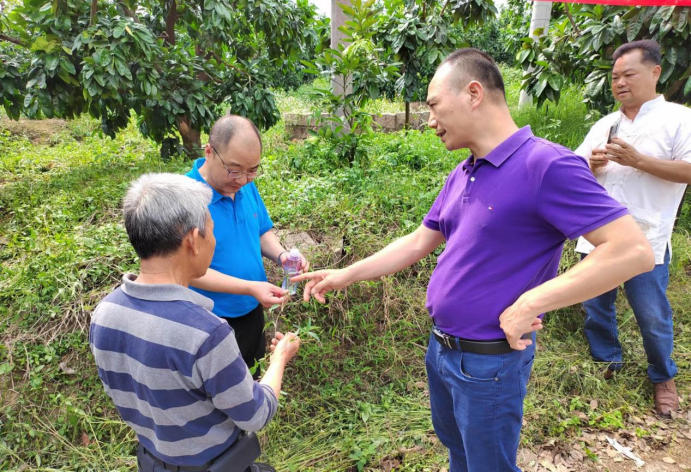 稿4 福建平和：“綠肥+” 柚園“種草”更生態(tài)252.png