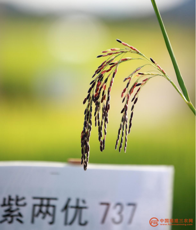稿8 稻花香里說豐年(1)832.png