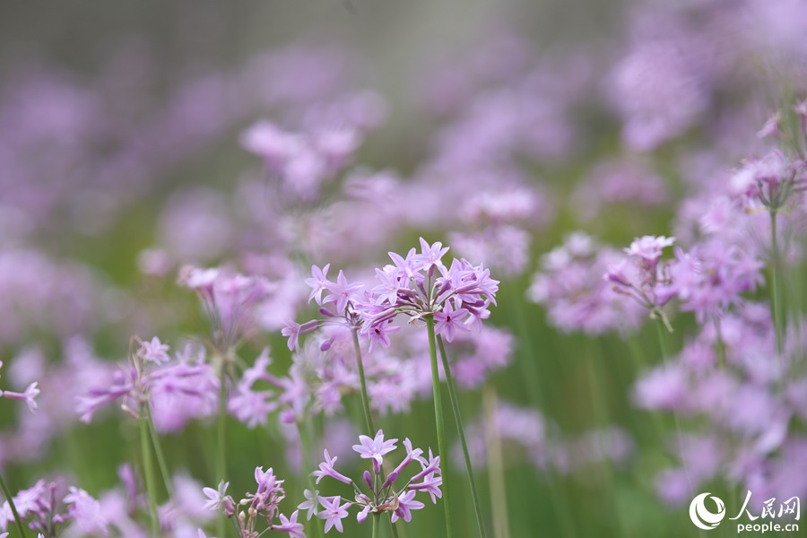 廈門：春意闌珊處  立夏款款來