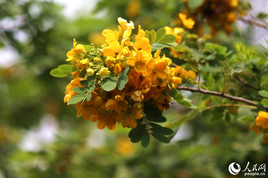 廈門：春意闌珊處  立夏款款來