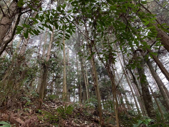 稿2  福建建寧：跑出“碳”索加速度121.png