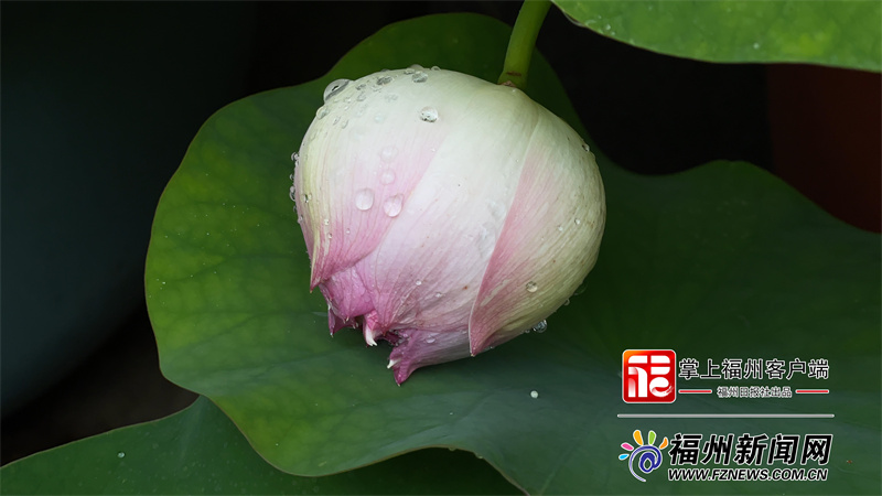 福州的荷花“醒了” 但比去年“遲到”了