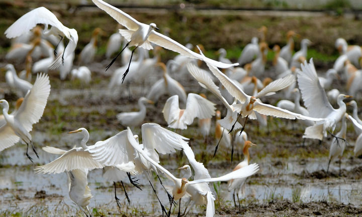 福州連江：人鳥和諧共家園