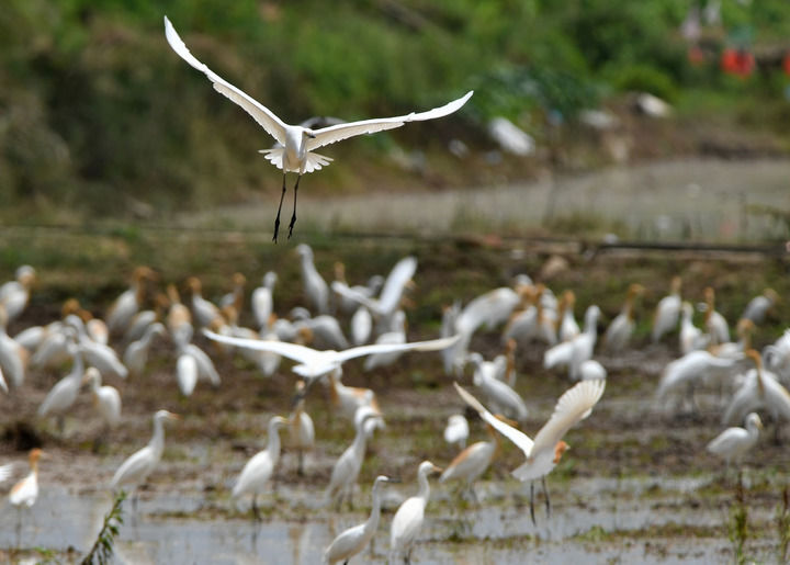 福州連江：人鳥和諧共家園