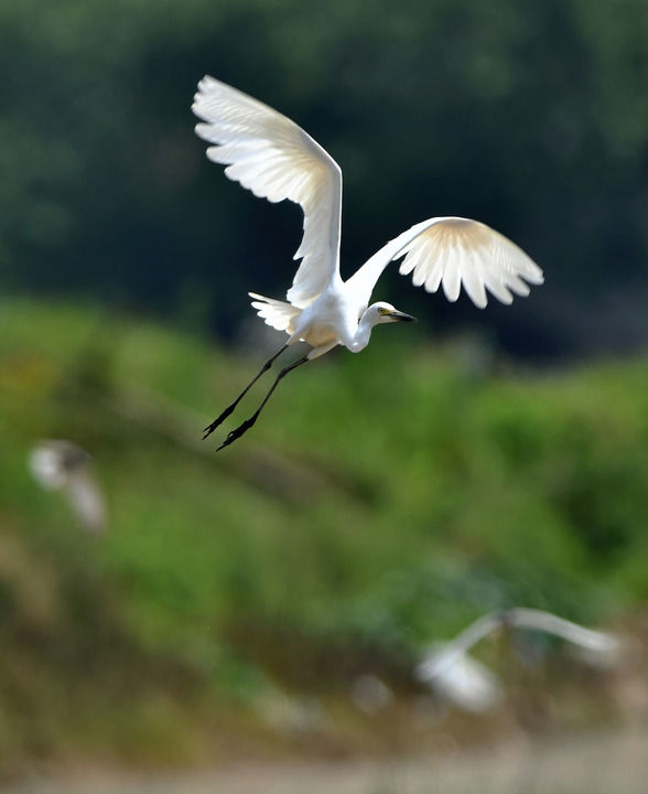 福州連江：人鳥和諧共家園