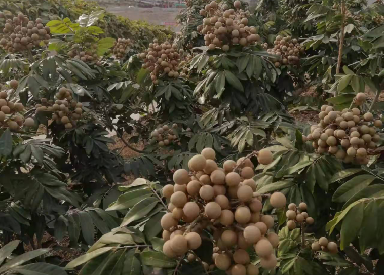 25.李福元：花開四季有龍眼(1)531.png