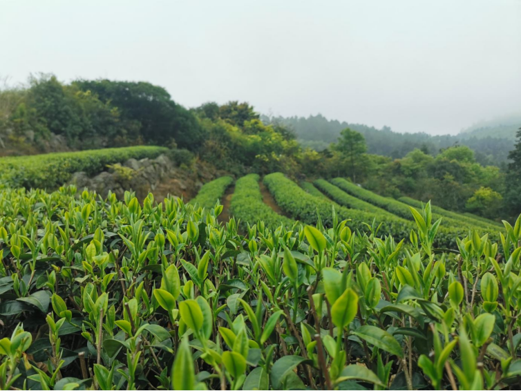 28.黃建：山高路遠只為那抹茶香523.png