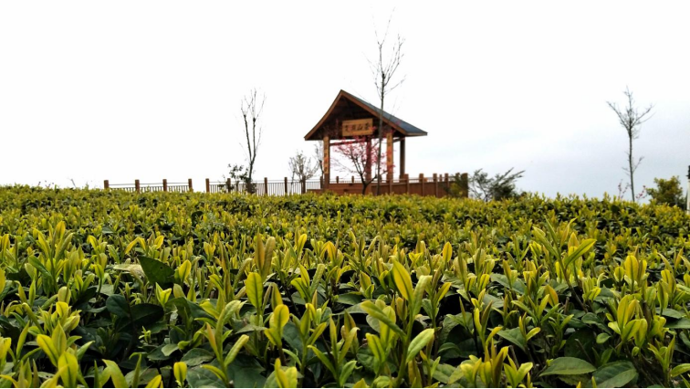 28.黃建：山高路遠只為那抹茶香1993.png