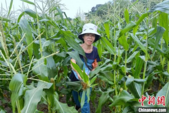 投身閩南鄉(xiāng)村改造的臺(tái)商王淑貞在采摘?jiǎng)偸粘傻乃衩住！O虹 攝