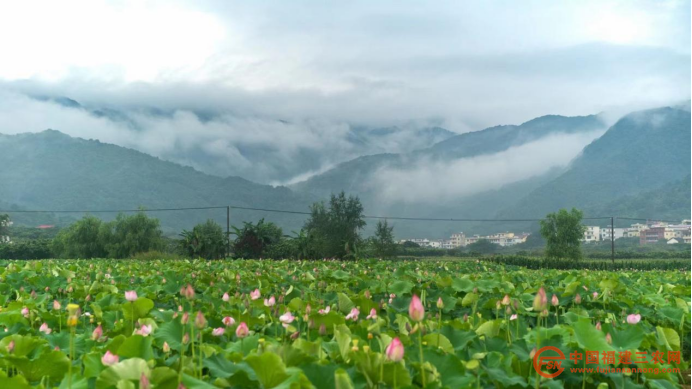 53.吳應(yīng)力：“種”一方好玩的蓮田（何菁錦）824.png