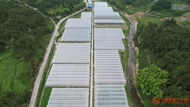 無(wú)人機(jī)拍攝的政和縣楊源鄉(xiāng)富坂村的百畝“妮娜公主”葡萄園大棚內(nèi)。.jpg