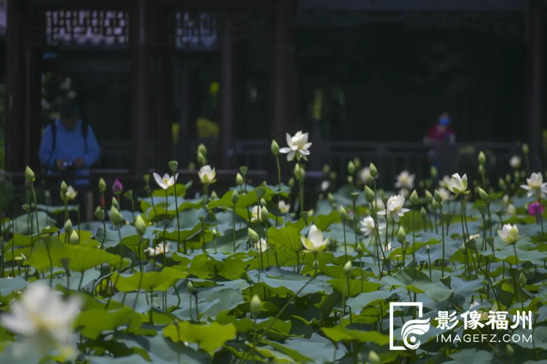 荔枝紅荷花俏，榕城人盛夏亦有福！