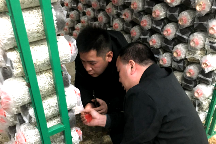 科技服務(wù)三農(nóng)  典型案例?：科技引擎帶出“菌”業(yè)先鋒1163.png