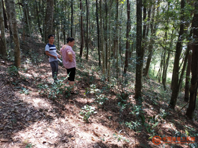 稿3：長汀蘭田村：林下草珊瑚 致富有“錢”途345.png