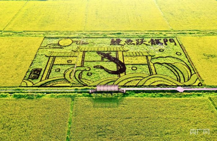 福建福清：藝術(shù)稻田繪美麗鄉(xiāng)村