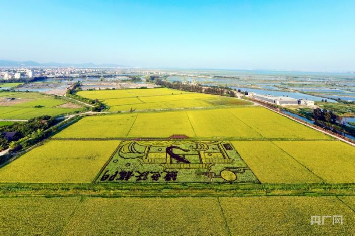 福建福清：藝術(shù)稻田繪美麗鄉(xiāng)村