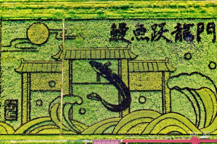 福建福清：藝術(shù)稻田繪美麗鄉(xiāng)村