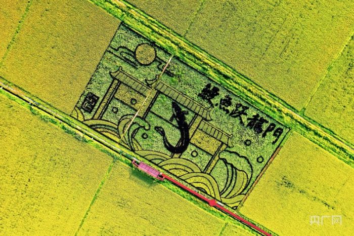 福建福清：藝術(shù)稻田繪美麗鄉(xiāng)村