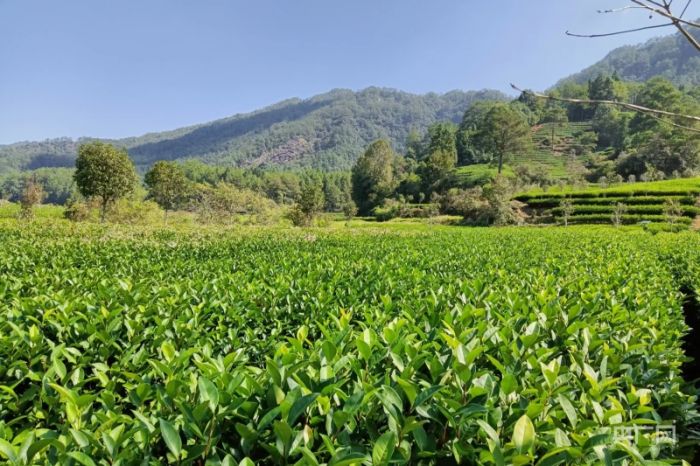 推進(jìn)農(nóng)業(yè)農(nóng)村現(xiàn)代化 福建將大力培育八類特優(yōu)產(chǎn)業(yè)
