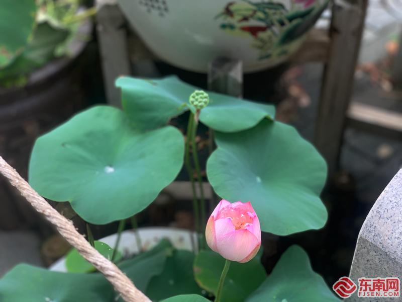 福州： 映日荷花別樣紅 美如畫