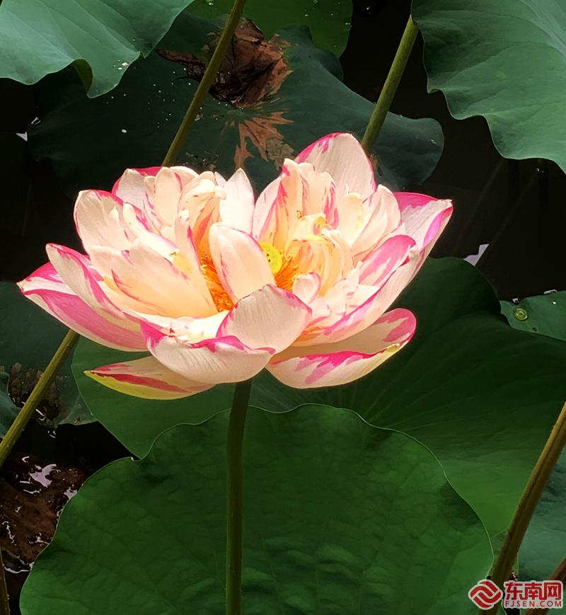福州： 映日荷花別樣紅 美如畫