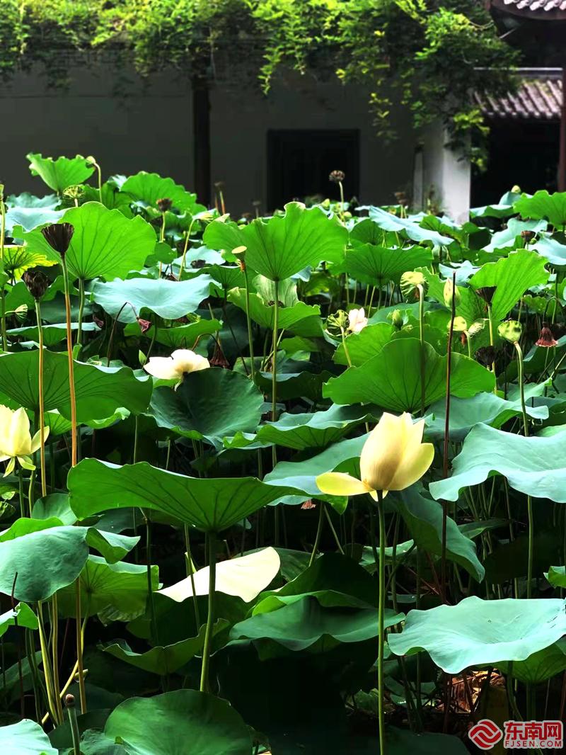 福州： 映日荷花別樣紅 美如畫