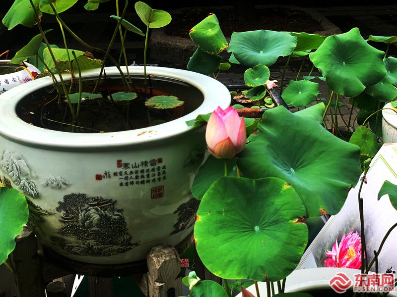 福州： 映日荷花別樣紅 美如畫