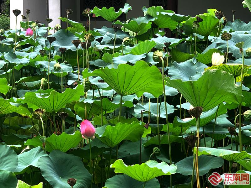 福州： 映日荷花別樣紅 美如畫