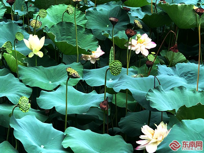 福州： 映日荷花別樣紅 美如畫