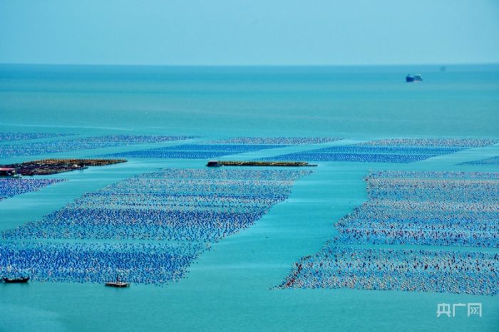 福建連江：“海上牧場”養(yǎng)殖壯觀 漁民趕海忙