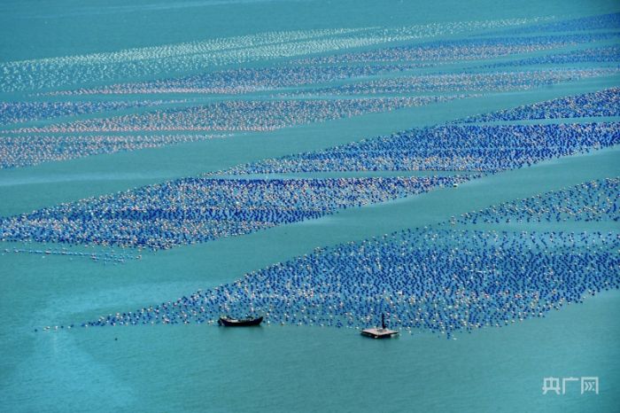 福建連江：“海上牧場”養(yǎng)殖壯觀 漁民趕海忙
