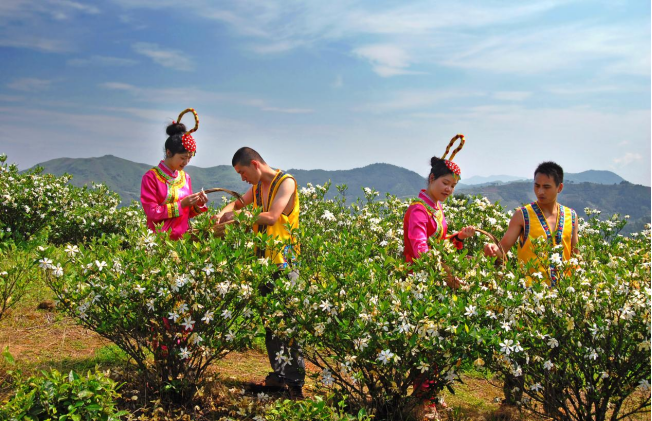 稿3：寧德福鼎：“紅茗洋”建設(shè)“五步走”2431.png
