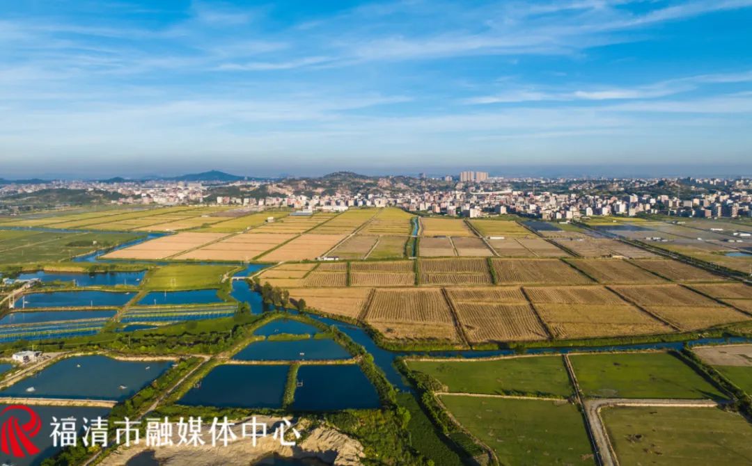 香！福清這片3880畝水稻豐收