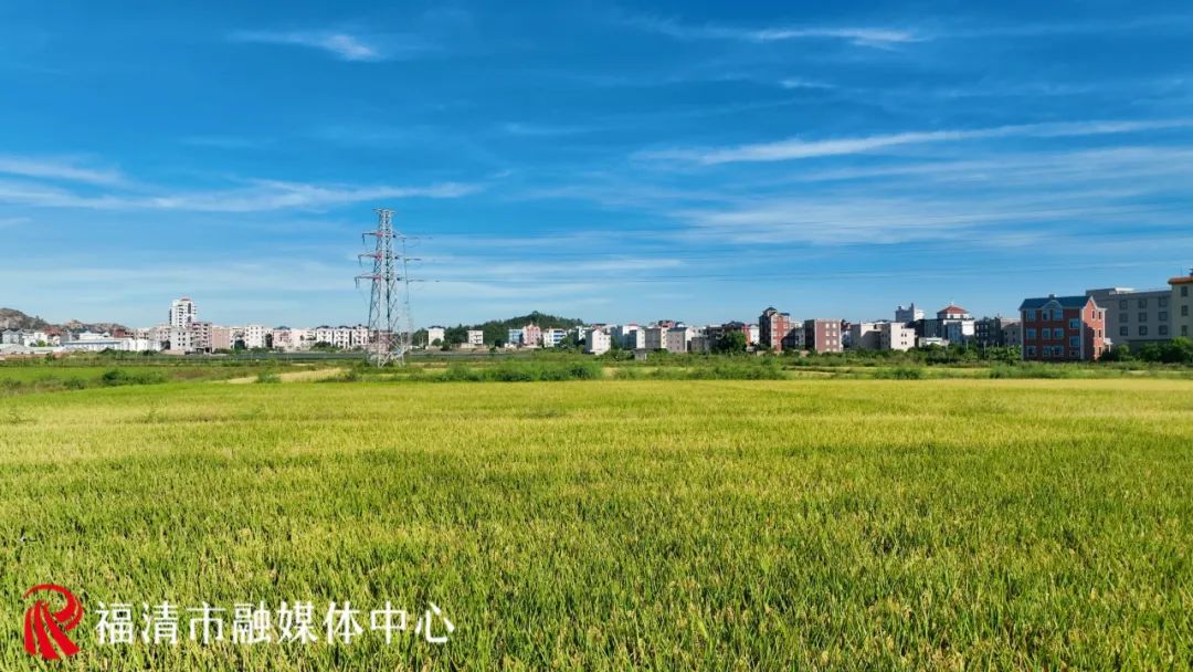 香！福清這片3880畝水稻豐收