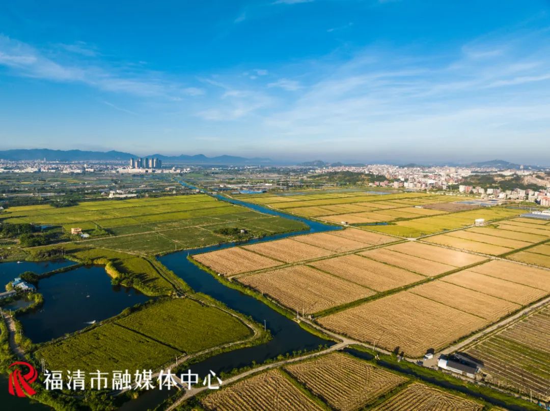 香！福清這片3880畝水稻豐收