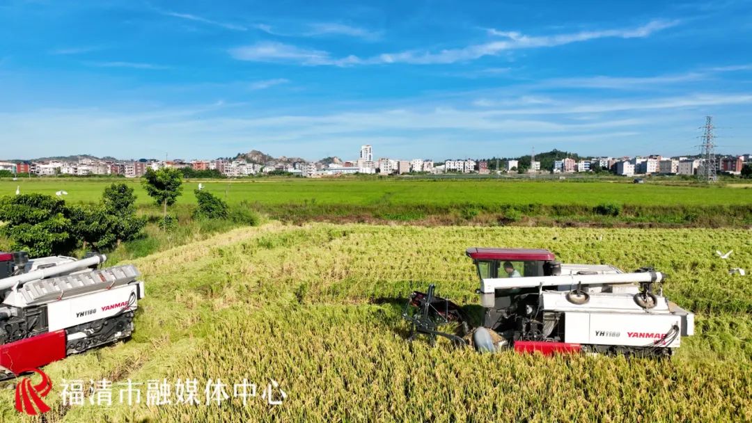 香！福清這片3880畝水稻豐收