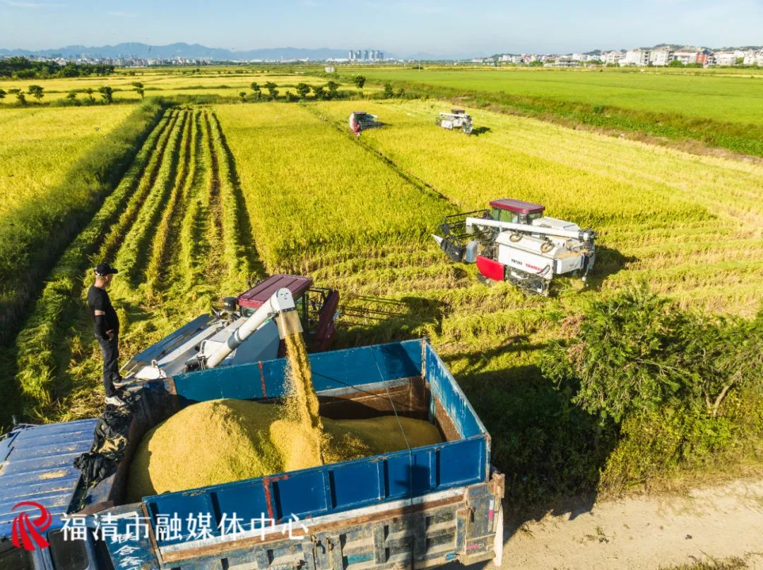 香！福清這片3880畝水稻豐收